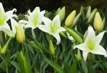 百合花怎么种植