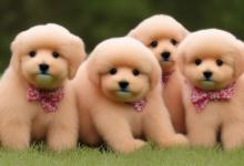 泰迪幼犬怎么挑选