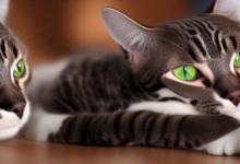 晚上捡猫回家有忌讳吗