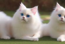 养布偶猫最忌讳什么