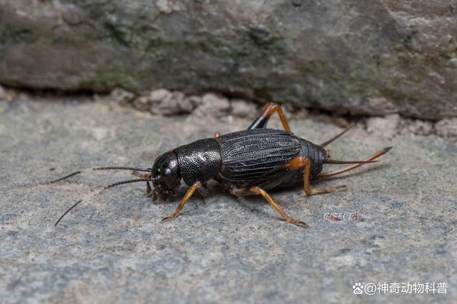 由于雌性蟋蟀的前翅具有革质特点,因此也被称为革翅铁蟋