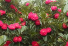 山茶花怎么种植
