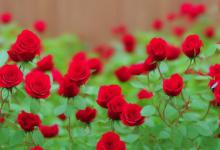 月季花怎么种植