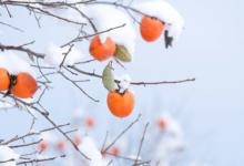 立冬节气简介 立冬节气的简要介绍