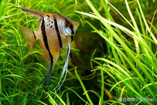 天使鱼的繁殖方法有哪些_畜牧知识_中睿百科网