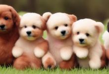 怎么挑选泰迪幼犬