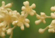 三七花泡水喝有什么好处