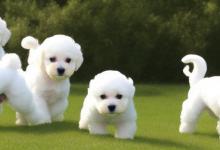怎么挑选比熊幼犬