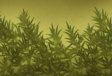 艾叶洗澡有什么好处