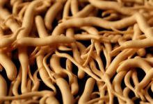 西洋参吃了有什么好处