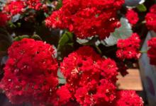 长寿花买回家，牢记3个“小细节”，开花最持久！