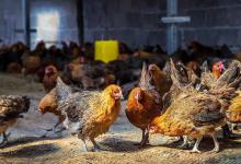 不知道病情，错过鸡新城疫最佳抢救时间！养鸡人一定要重视！