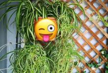 南京有一位女孩，在客厅里布置了“娃娃吊兰”，妥妥的视觉盛宴