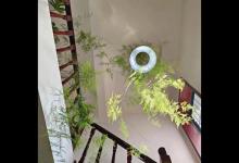 天津一29岁太太，因“文竹走廊”而走红，缠着吊灯生长，太壮观了