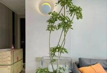 苏州一39岁太太，把鸭脚木布置在家里，那叫一个高级，真治愈