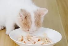猫吃的鸡胸肉怎么做猫愿意吃