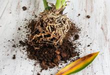 花烂根怎么补救？如何做才是有效方法