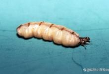 盘点相对寿命更长的11类动物