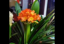 1月，君子兰还不开花，记得“放个大招”，乖乖冒花剑！