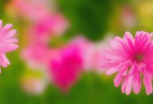 什么花的花语是守护
