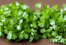 香菜什么时候种植
