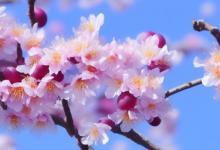 梅花花语是什么