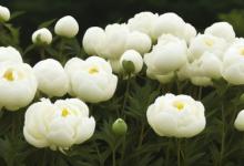 白芍什么时候种植最好
