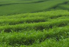 茶果间作种植方式的茶是什么