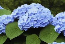 绣球花什么时候种植
