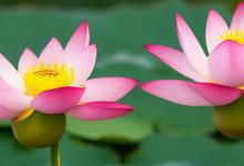 莲花的花语是什么