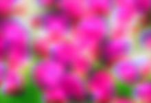 什么花的花语是暗恋
