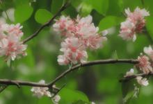 木棉花的花语是什么