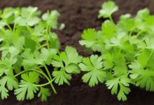 香菜什么时候种植最好