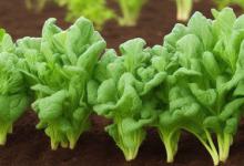 现在可以种植什么蔬菜