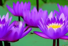 紫色睡莲的花语