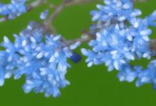 蓝色法利敏花语