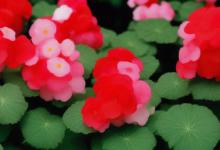 四季海棠的花语