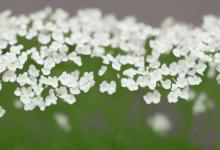 满天星白色花语