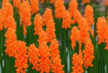 橙色风信子花语