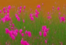 南非公主花花语