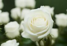 11朵白玫瑰的花语