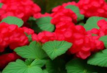 海棠花花语是什么