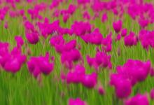 什么花的花语是自信