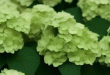 绿色绣球花花语