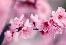 梅花诗十首 经典梅花古诗十首