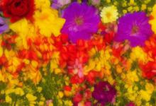 世界上所有花的花语大全