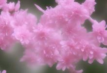 洛天依花语嫣然
