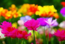 什么花的花语是好运