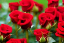11朵红玫瑰花语是什么