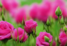 蔷薇花的花语和传说